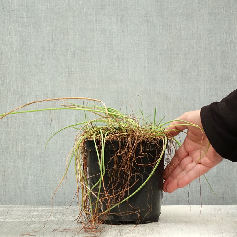 Ejemplar de Albuca shawii Maceta 3L/4L entregado en otoño