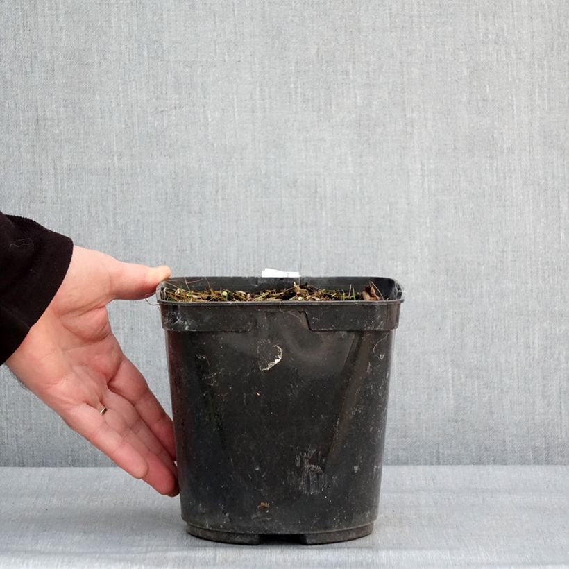 Albuca shawii Maceta 3L/4L Ejemplar entregado en invierno