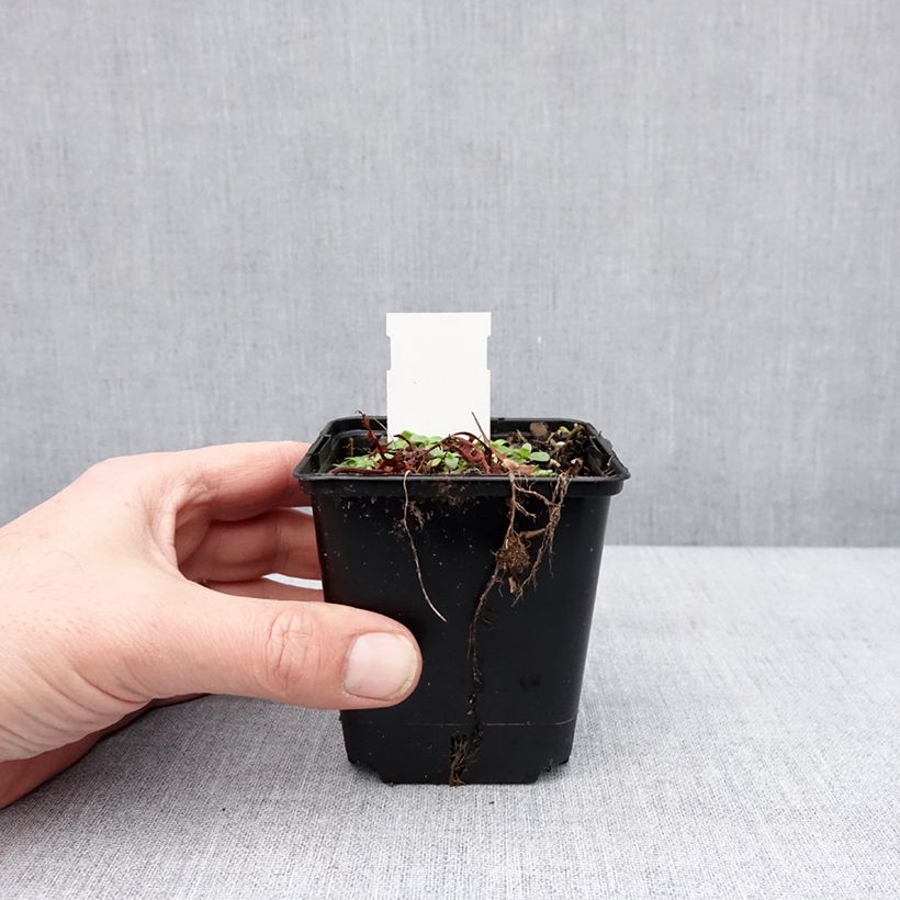 Alcea ficifolia Las Vegas Maceta de 8/9 cm Ejemplar entregado en invierno