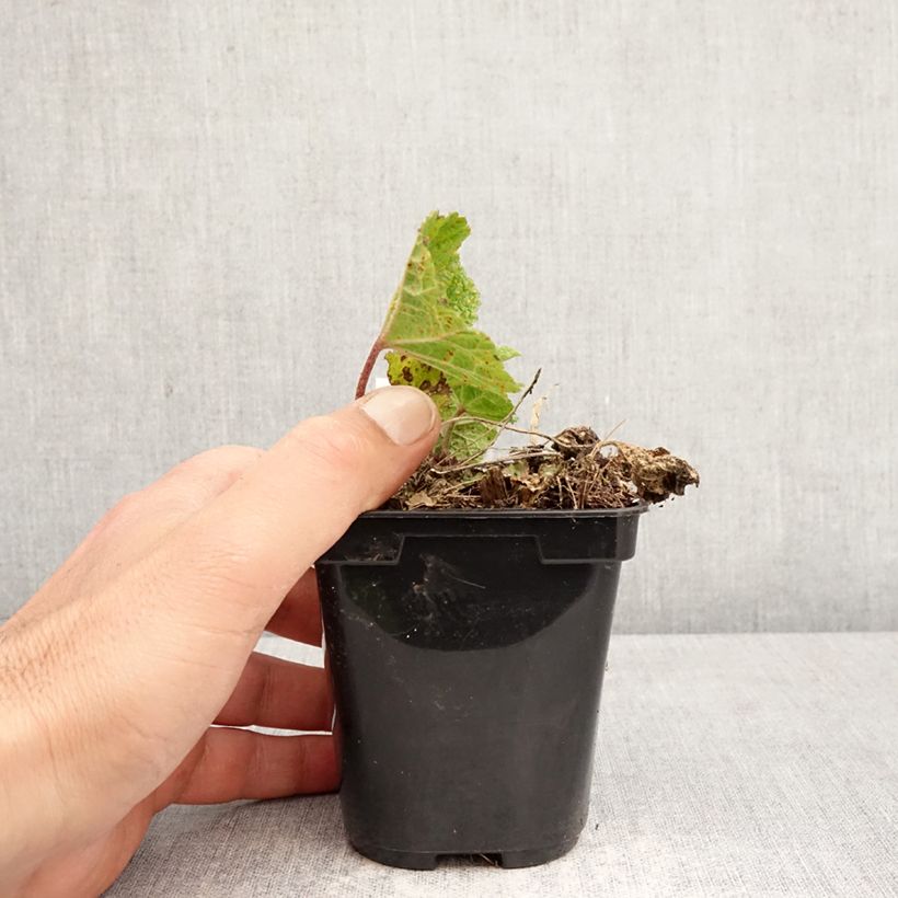 Alcea ficifolia Las Vegas Maceta de 8/9 cm Ejemplar entregado en la primavera