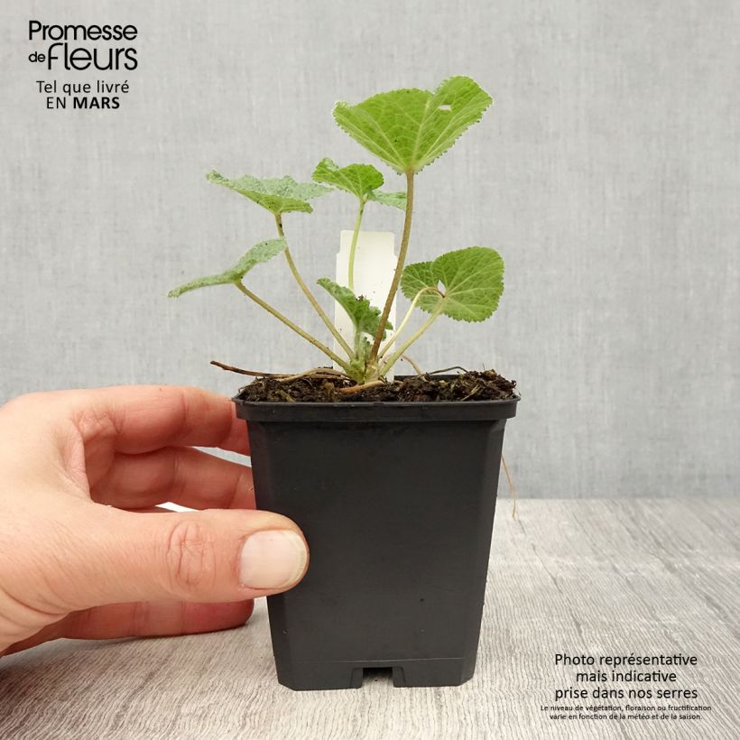 Alcea ficifolia - Malva real Maceta de 8/9 cm Ejemplar entregado en la primavera