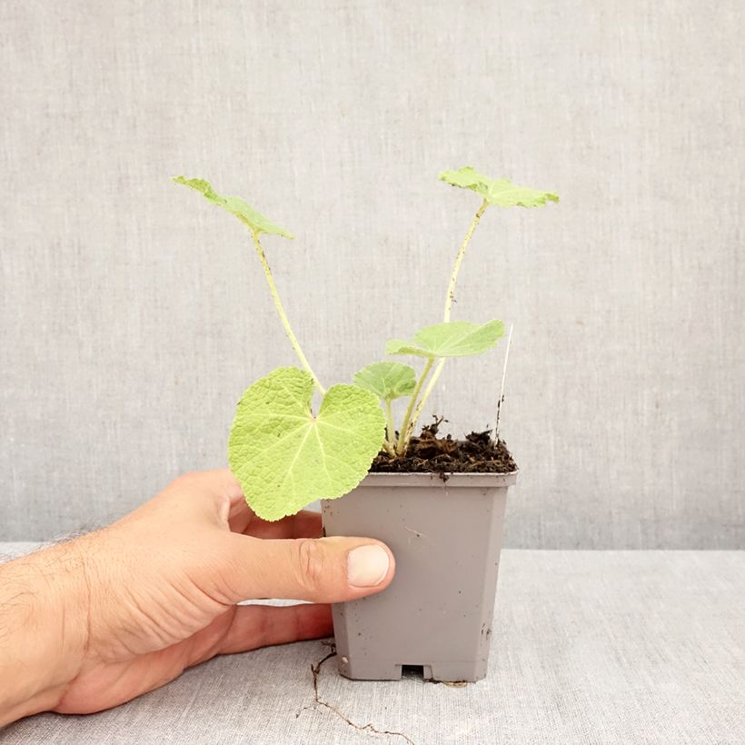 Ejemplar de Alcea rosea Simplex - Malva real Maceta de 7/8 cm entregado en otoño