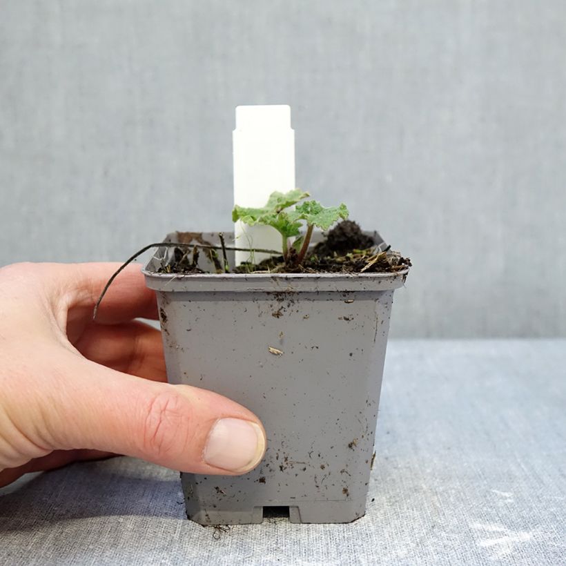 Alcea rosea Simplex - Malva real Maceta de 7/8 cm Ejemplar entregado en invierno