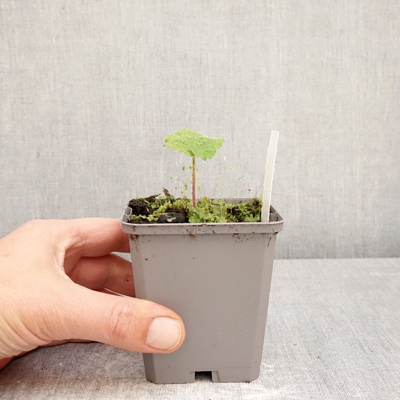 Alcea rosea Simplex - Malva real Maceta de 7/8 cm Ejemplar entregado en la primavera