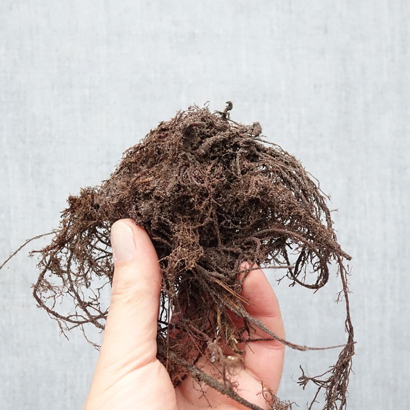 Alchemilla epipsila - Alquemila Raíces desnudas Ejemplar entregado en invierno