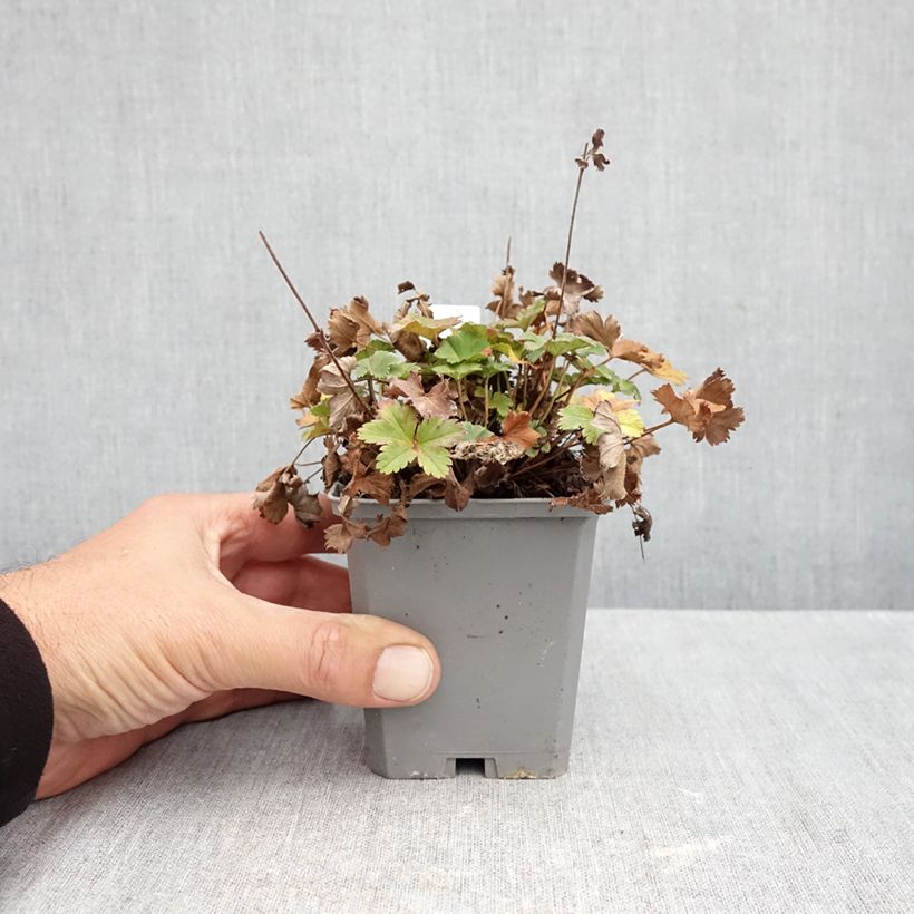 Ejemplar de Alchemilla erythropoda - Alquemila Maceta de 8/9 cm entregado en otoño