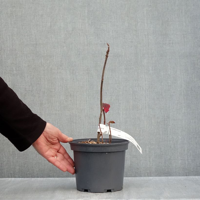 Ejemplar de Alchornea davidii Maceta 3L/4L entregado en otoño