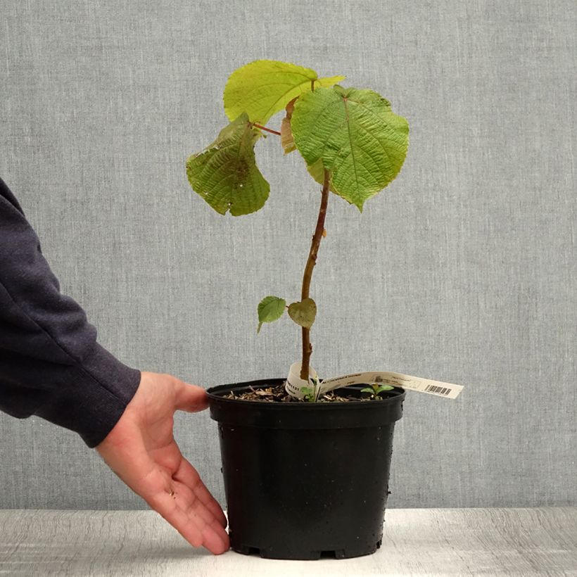 Ejemplar de Alchornea davidii Maceta 3L/4L entregado en verano
