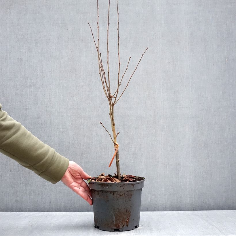 Sorbus alnifolia Red Bird Maceta 4L/5L Ejemplar entregado en invierno