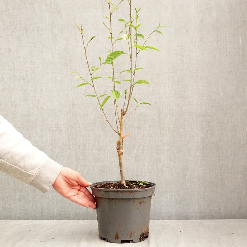 Sorbus alnifolia Red Bird Maceta 4L/5L Ejemplar entregado en la primavera