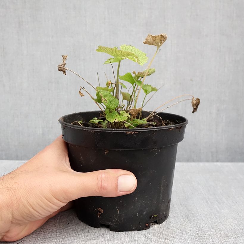 Ejemplar de Aliaria - Alliaria petiolata Maceta 1,5L/2L entregado en otoño