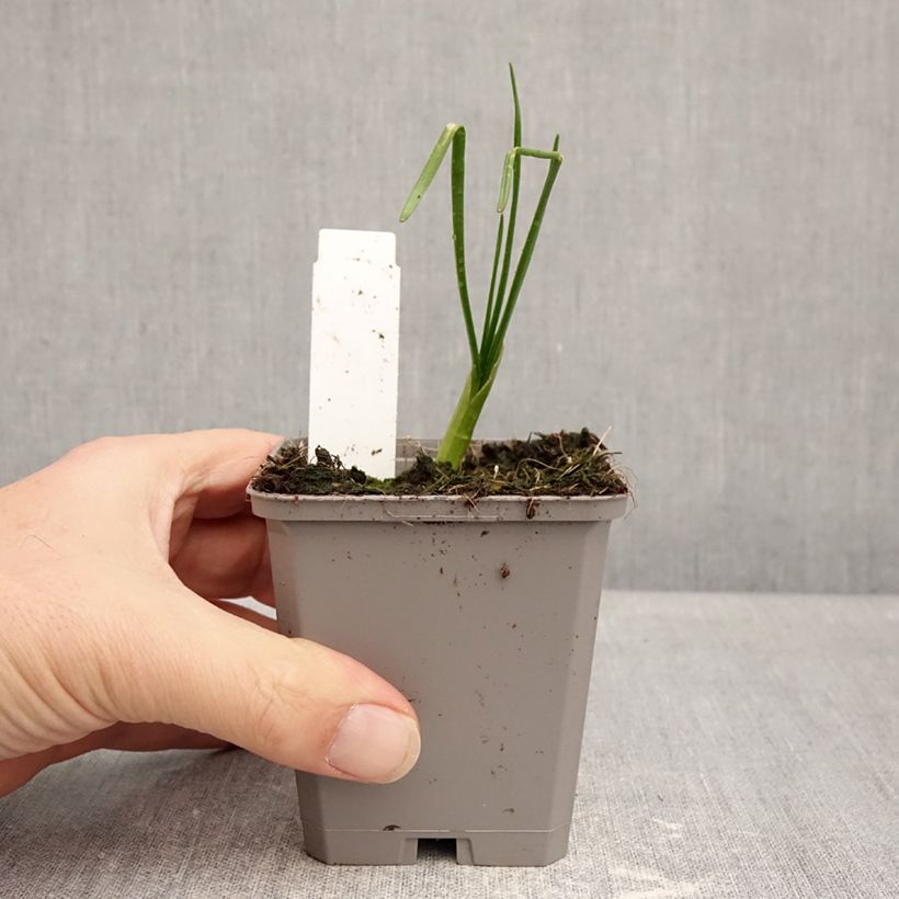 Allium amplectens Graceful - Ajo decorativo Maceta de 8/9 cm calibre 4+ Ejemplar entregado en invierno