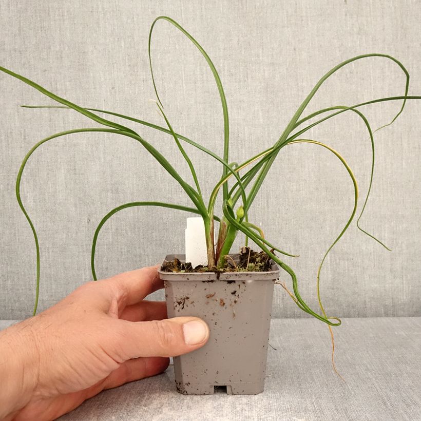 Allium amplectens Graceful - Ajo decorativo Maceta de 8/9 cm calibre 4+ Ejemplar entregado en la primavera