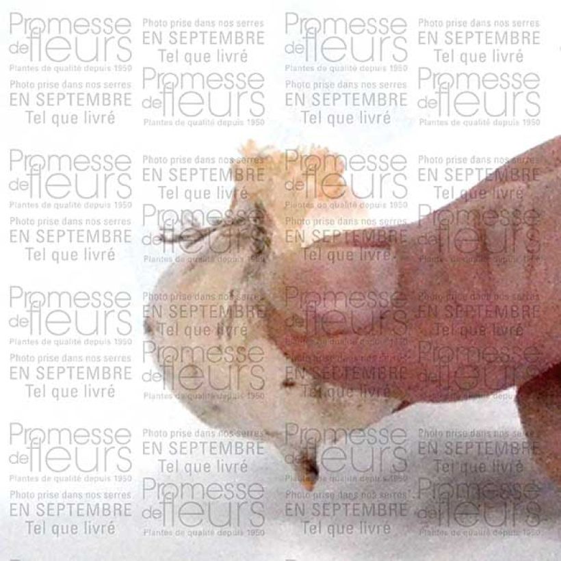 Ejemplo de ejemplar de Ail d'ornement - Allium bulgaricum ou nectaroscordum Bulbe calibre 8/10 tal y como se entrega