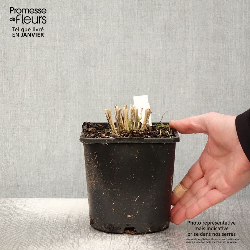 Cebolletas chinas Cliffs of Dover Maceta 2L/3L Ejemplar entregado en invierno