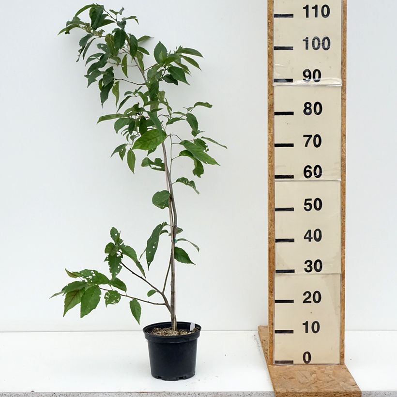 Ejemplar de Alnus spaethii - Aliso de Spaeth Maceta 3L/4L entregado en otoño