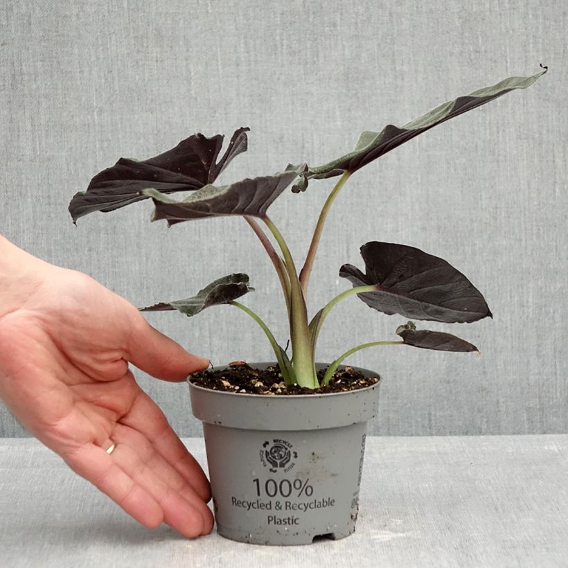 Alocasia Antoro Velvet - Oreja de elefantephante Maceta de 12 cm / 13 cm Ejemplar entregado en la primavera