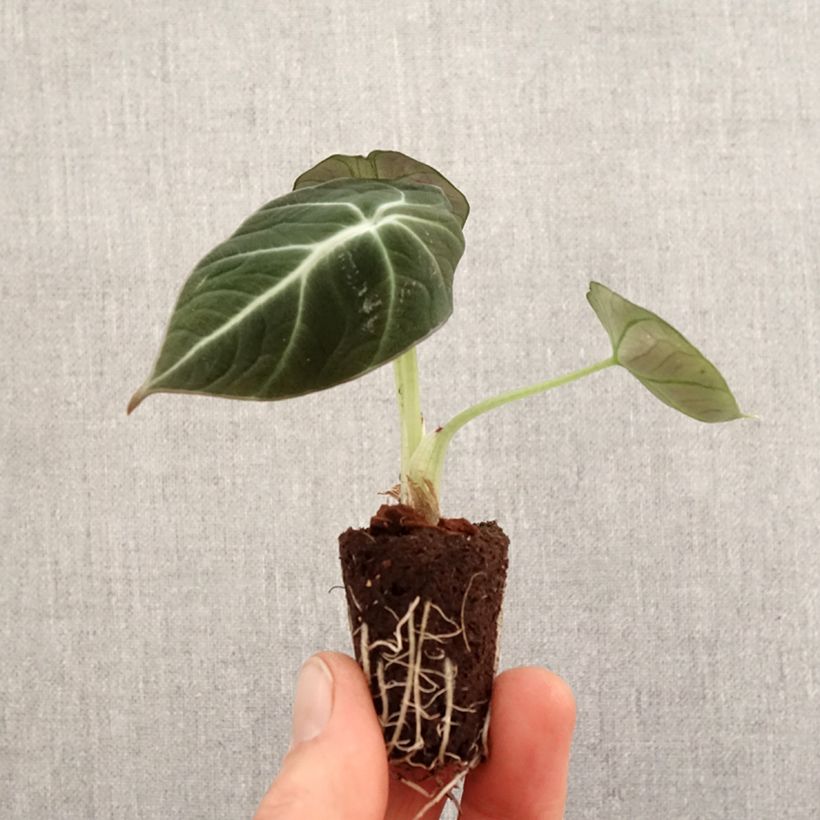 Alocasia Black Velvet - Oreille d'éléphant miniplanta Ejemplar entregado en la primavera