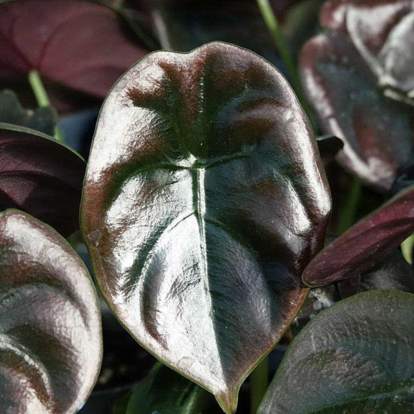 Alocasia cuprea Red - Oreja de elefantephante (Follaje)