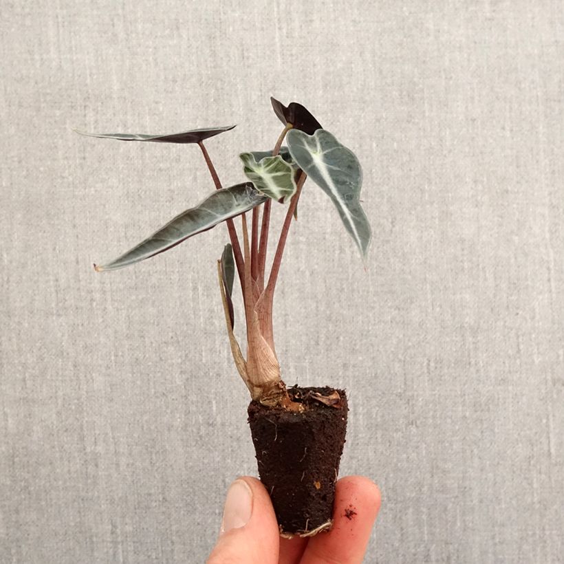 Alocasia Curly Bambino - Oreille d'éléphant miniplanta Ejemplar entregado en la primavera