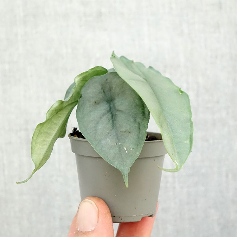 Ejemplar de Alocasia Dragon's Breath - Oreja de elefante Mini-plante entregado en otoño