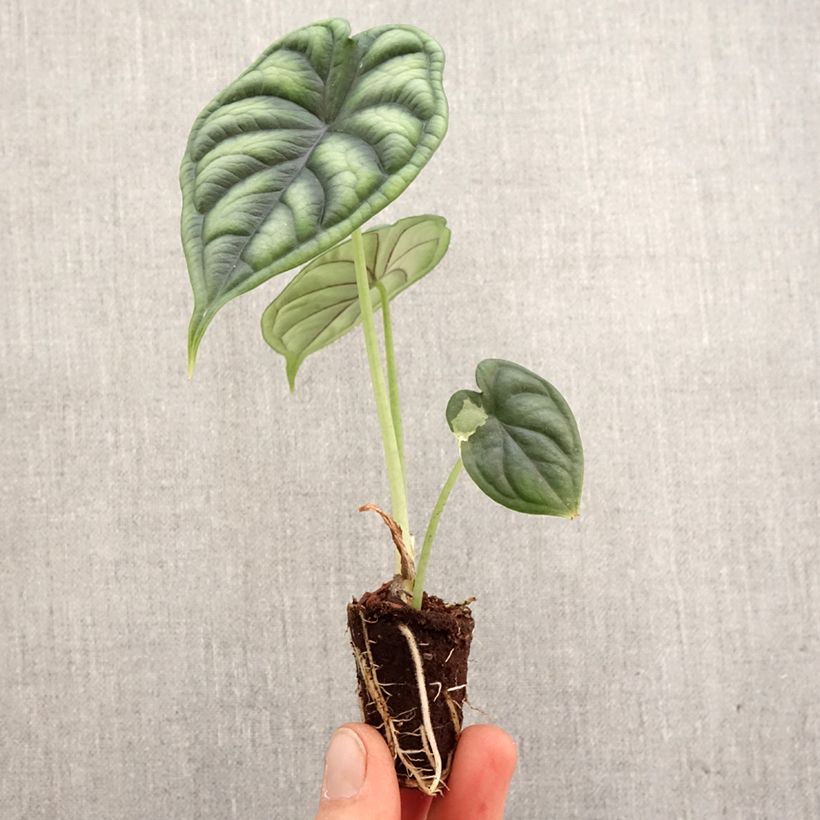 Alocasia Dragon Scale - Oreille d'éléphant miniplanta Ejemplar entregado en la primavera