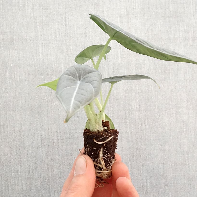Alocasia Maharani - Oreja de elefante miniplanta Ejemplar entregado en la primavera