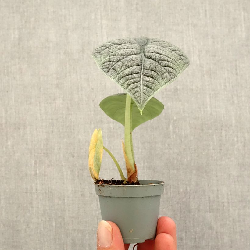 Ejemplar de Alocasia melo - Oreja de elefante Mini-plante entregado en otoño