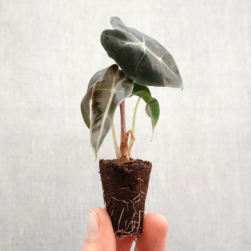 Alocasia Polly - Oreille d'éléphant miniplanta Ejemplar entregado en la primavera