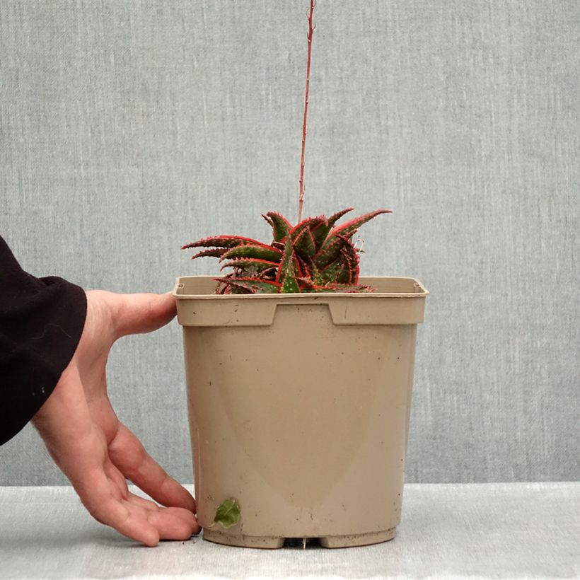 Ejemplar de Aloe Christmas Carol - Aloe Maceta 3L/4L entregado en otoño