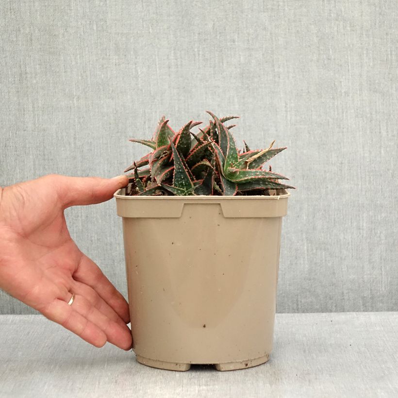 Ejemplar de Aloe Christmas Carol - Aloe Maceta 3L/4L entregado en verano