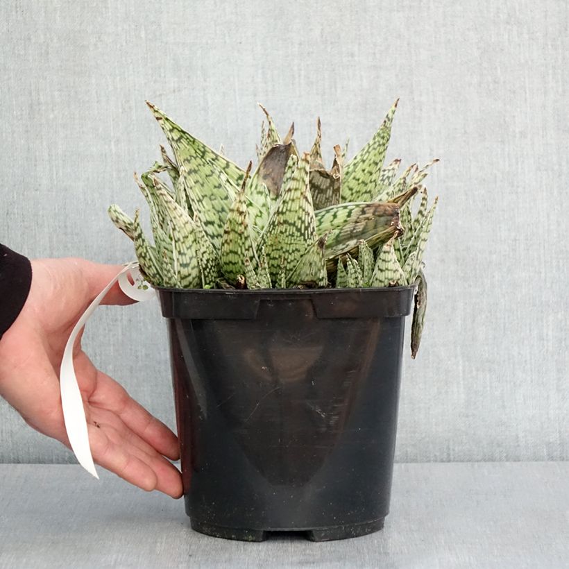 Aloe Delta Lights Maceta 3L/4L Ejemplar entregado en invierno