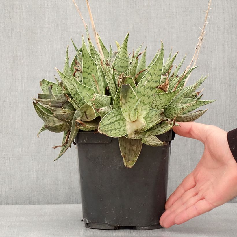 Aloe harlana Maceta 3L/4L Ejemplar entregado en invierno