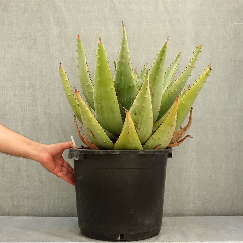Ejemplar de Aloe marlothii - Aloe de montaña Maceta 20L/25L entregado en verano