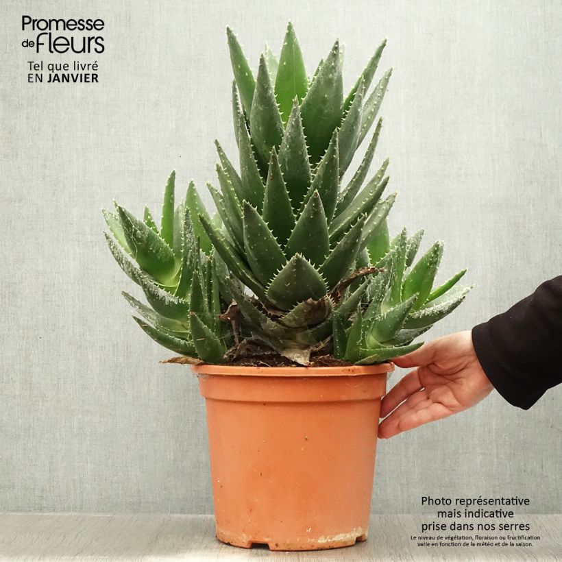 Aloe perfoliata Maceta 7,5L/10L Ejemplar entregado en invierno