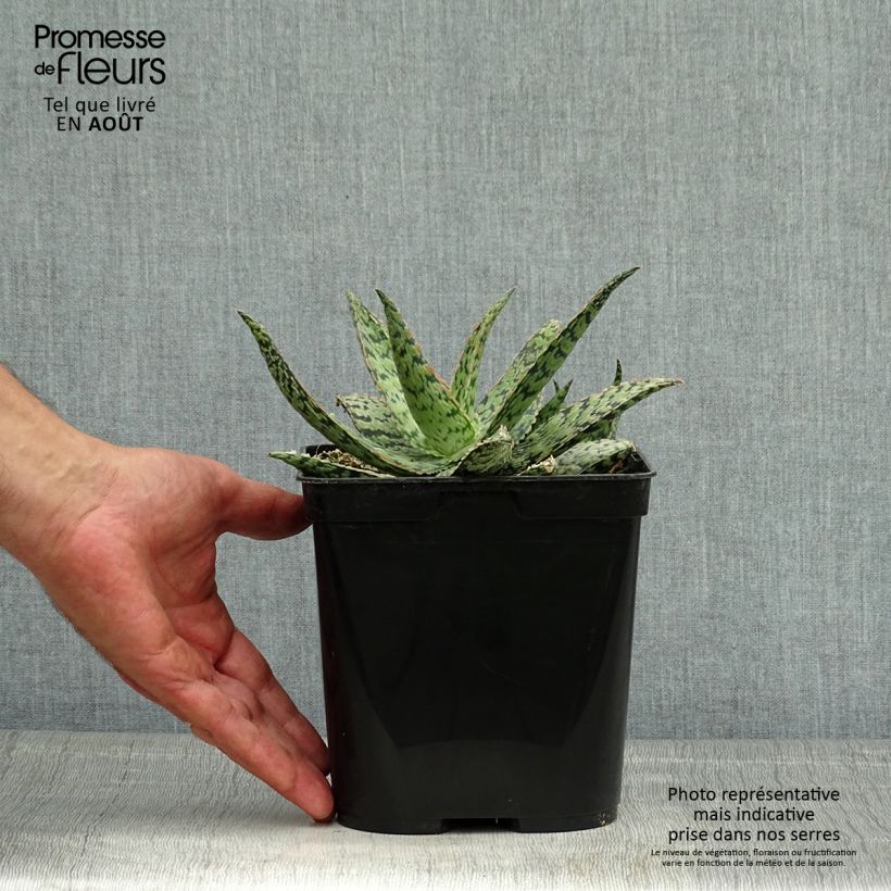 Ejemplar de Aloe rauhii Cleopatra Maceta 2L/3L entregado en verano