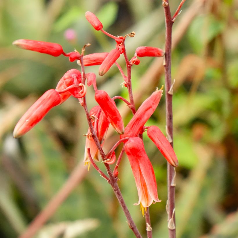 Aloe rauhii Cleopatra (Floración)