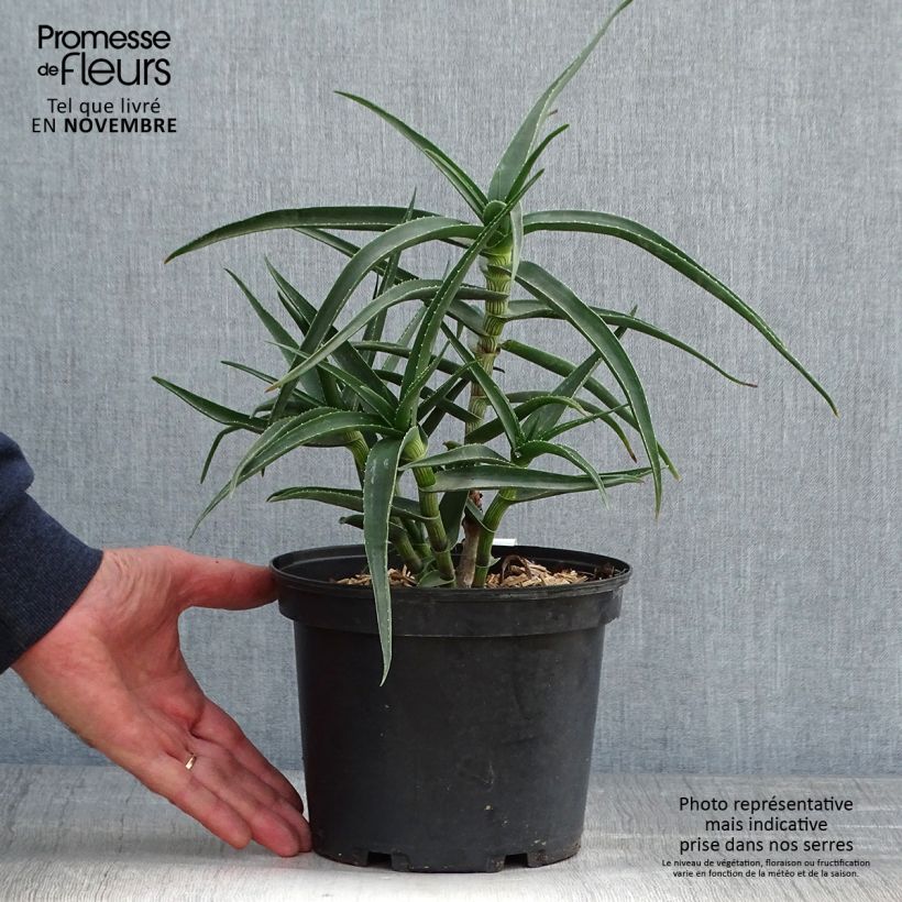 Ejemplar de Aloe striatula Maceta 2L/3L entregado en otoño