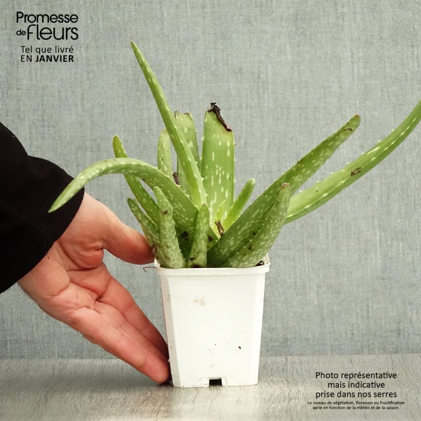 Aloe vera Maceta de 7/8 cm Ejemplar entregado en invierno