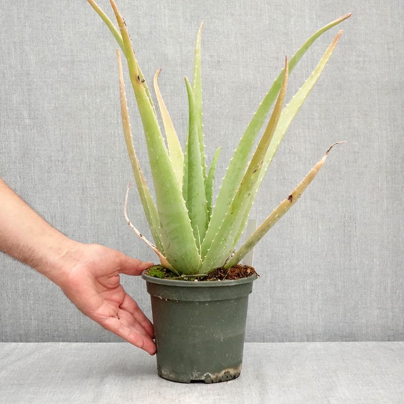 Ejemplar de Aloe vera Maceta 2L/3L entregado en verano