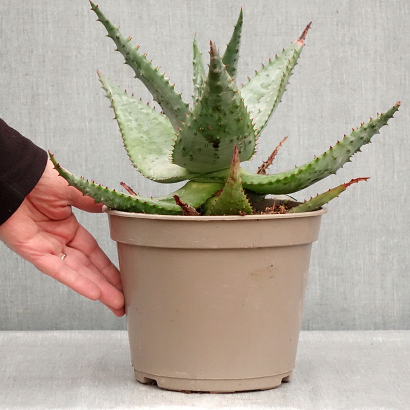 Aloe ferox Maceta 4L/5L Ejemplar entregado en invierno