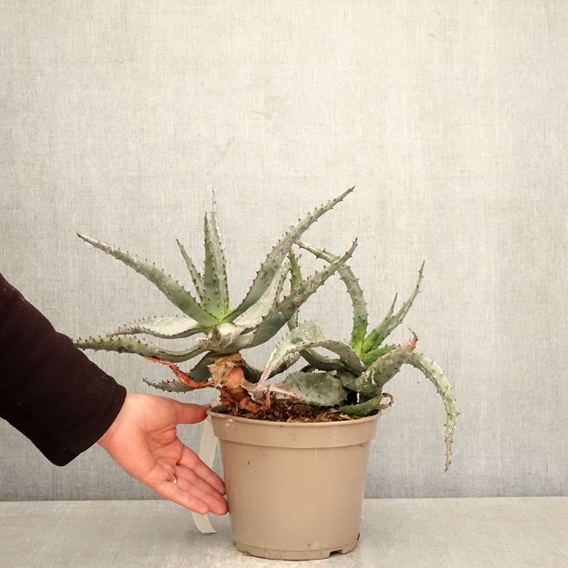 Aloe ferox Maceta 4L/5L Ejemplar entregado en la primavera