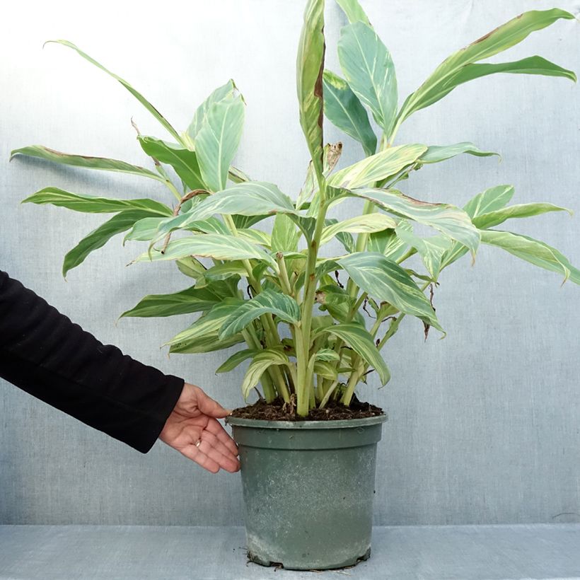 Ejemplar de Alpinia zerumbet Variegata - Azucena de porcelana Maceta 4L/5L entregado en otoño