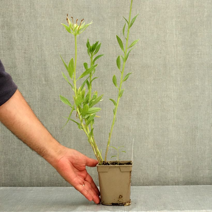 Ejemplar de Alstroemeria Duc d'Anjou Charles Maceta 1L/1,5L entregado en verano