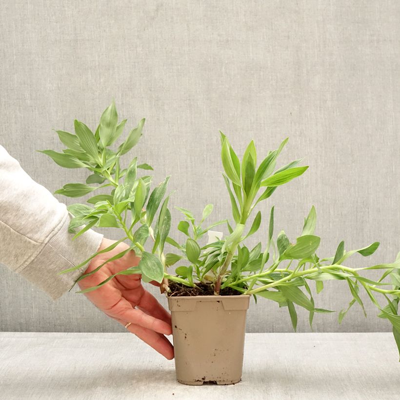 Alstroemeria Duc d'Anjou Charles Maceta 1L/1,5L Ejemplar entregado en la primavera