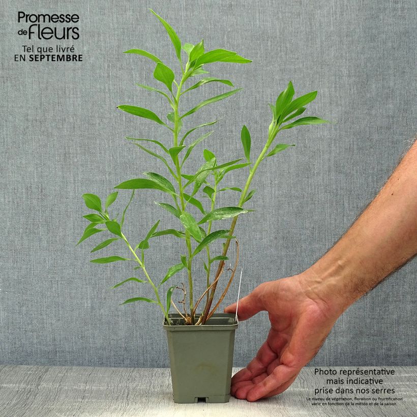 Ejemplar de Alstroemeria Duc d'Anjou Edouard Maceta de 8/9 cm entregado en otoño