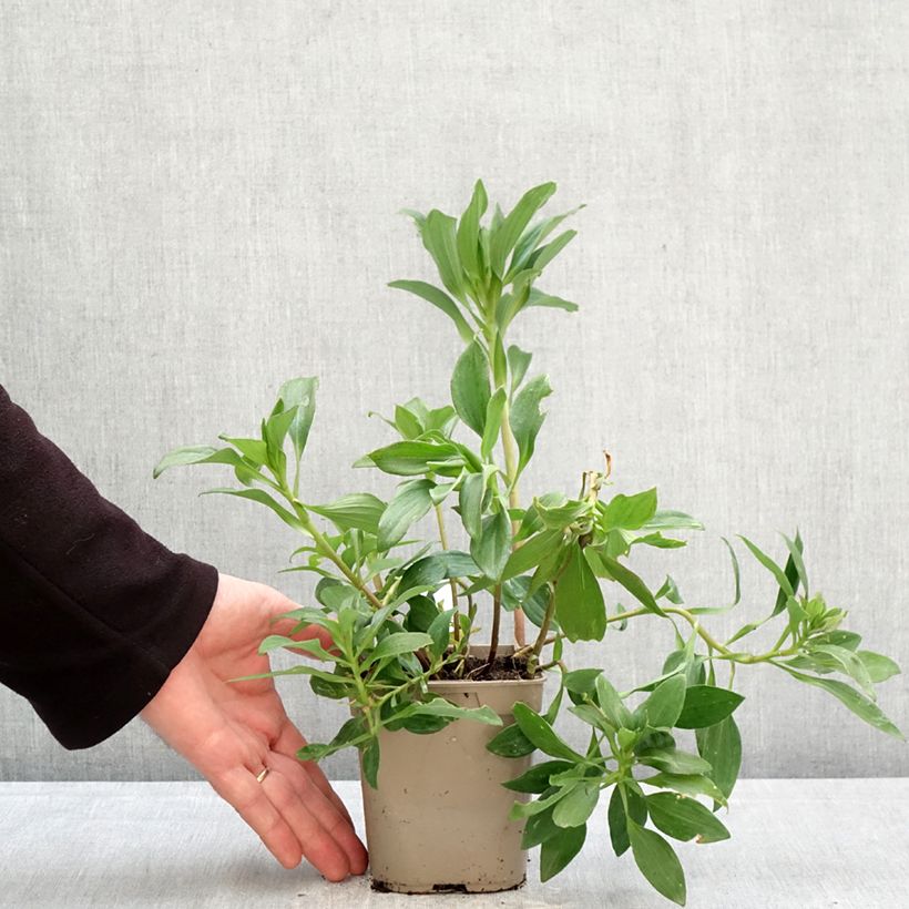 Alstroemeria Duc d'Anjou Edouard Maceta 1L/1,5L Ejemplar entregado en la primavera