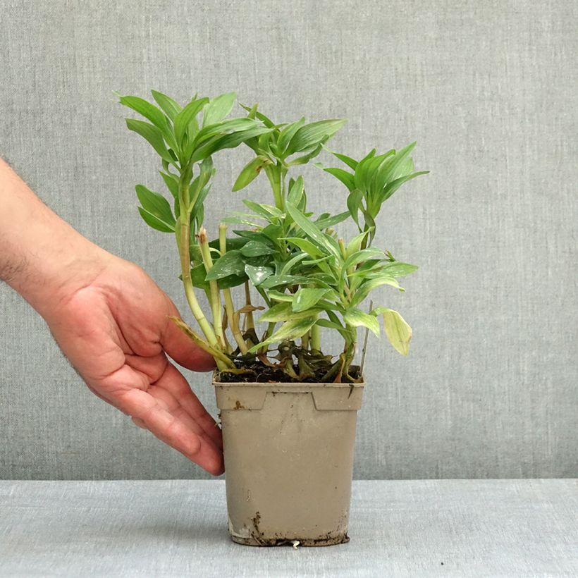 Alstroemeria Duc d'Anjou François Maceta 1L/1,5L Ejemplar entregado en la primavera