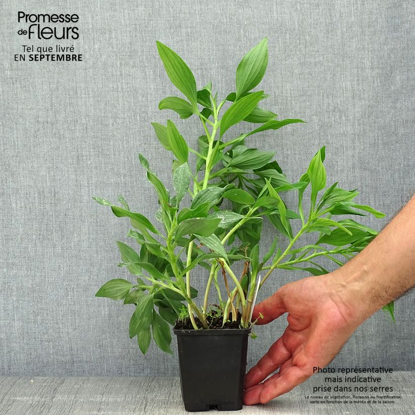 Ejemplar de Alstroemeria Duc d'Anjou Jean Maceta de 8/9 cm entregado en otoño