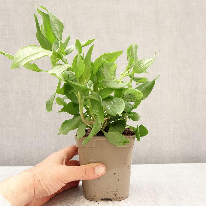 Alstroemeria Duc d'Anjou Jean Maceta 1L/1,5L Ejemplar entregado en la primavera